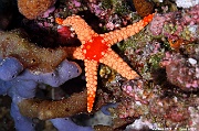 Fromia nodosa-Maldives Bathalaa thila-27m-20240423-da-DSC_6025_tn